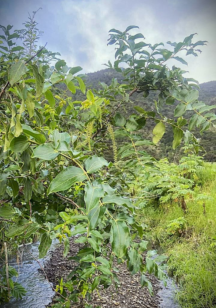 Kawakawa & Tūpākihi Oil 500ml